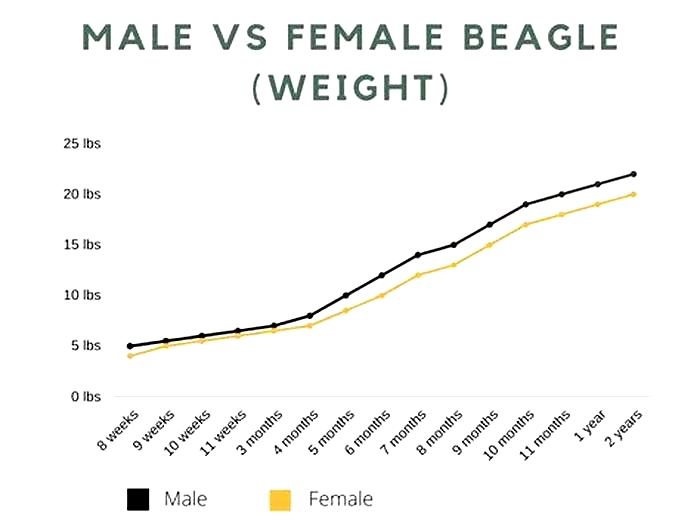 Beagle Weight Loss The Role of Breed Specific Nutrition Plans