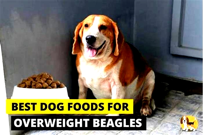 Beagle Weight Loss The Role of Digestive Health in Weight Management