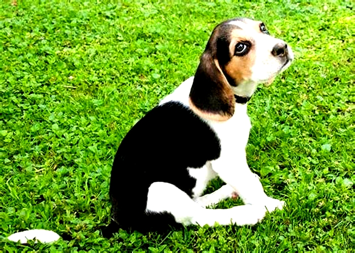 Beagle Weight Loss The Role of Mental Health in Weight Management