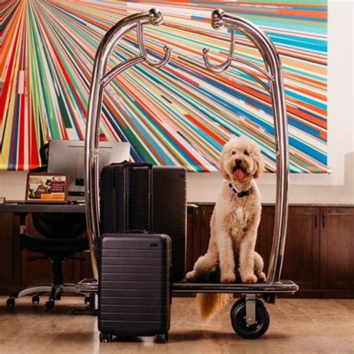 Beagle Weight Loss The Role of Pet Friendly Hotels in Traveling