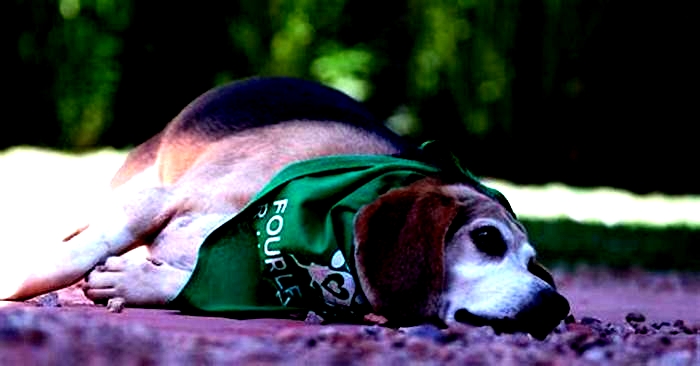 Beagle Weight Loss: The Role of Social Support in Success