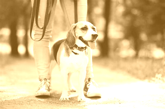 Beagle Weight Loss Understanding the Benefits of Meal Timing