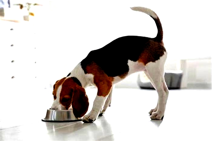 Beagle Weight Loss Understanding the Benefits of Raw Feeding