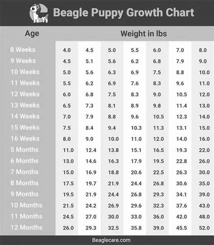 Beagle Weight Loss Understanding the Role of Age in Metabolism