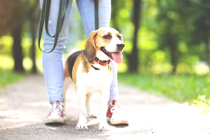 Beagle Weight Management Essential Tips for a Fit Pet