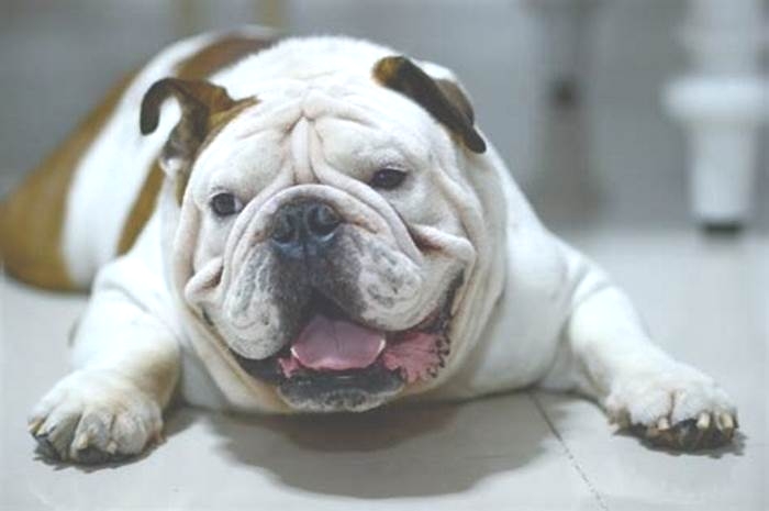 Bulldog Obesity Addressing the Emotional Triggers of Overeating