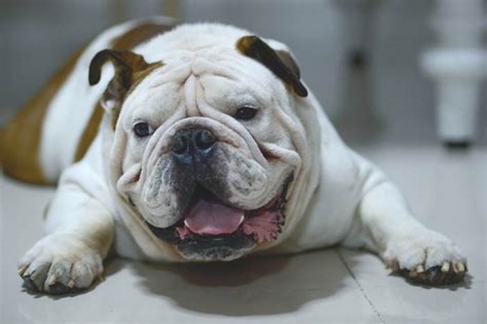 Bulldog Obesity: Exploring Mindfulness-Based Eating for Dogs