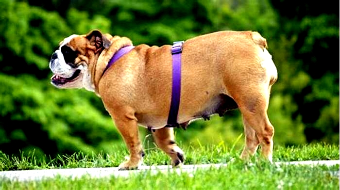 Bulldog Obesity Exploring Non Traditional Weight Loss Methods