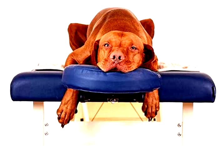 Bulldog Obesity: Exploring the Benefits of Canine Massage Therapy