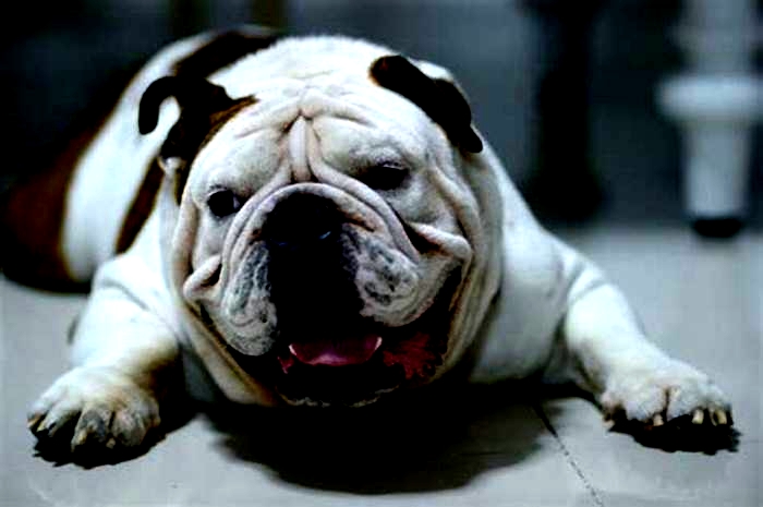 Bulldog Obesity Exploring the Benefits of Canine Yoga for Weight Loss