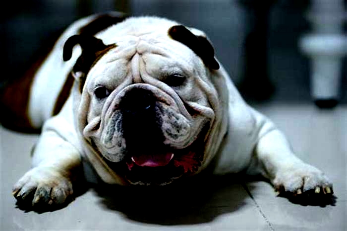 Bulldog Obesity How to Advocate for Pet Friendly Businesses