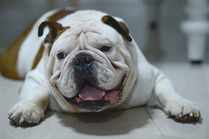 Bulldog Obesity How to Advocate for Your Pets Health Needs