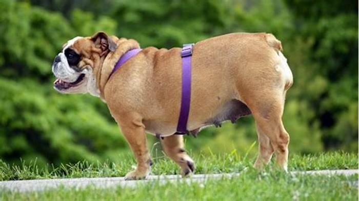 Bulldog Obesity: How to Create a Safe Outdoor Space for Exercise