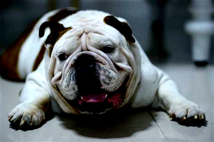 Bulldog Obesity How to Deal with Negative Body Image in Pets