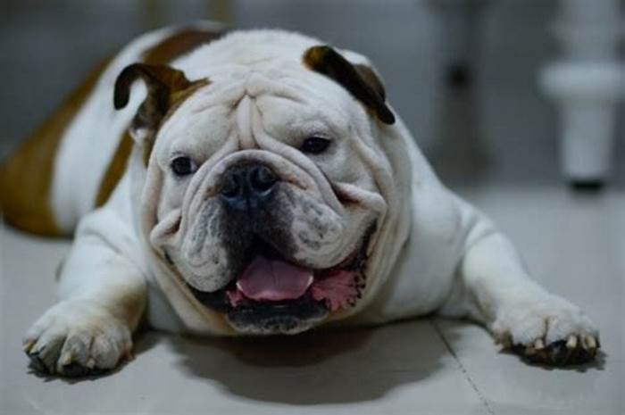 Bulldog Obesity: How to Handle Food Begging and Manipulation