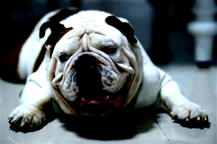 Bulldog Obesity: How to Modify Treats for Weight Management