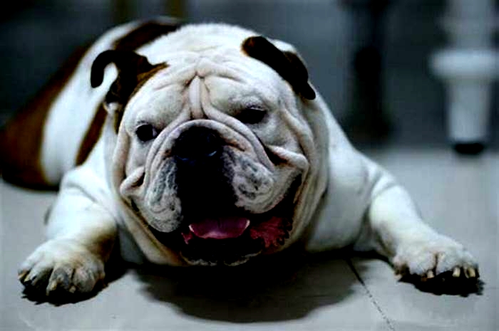 Bulldog Obesity: How to Safely Incorporate Raw Diets into Weight Management