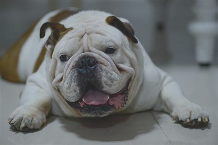 Bulldog Obesity: How to Safely Incorporate Supplements into Their Diet