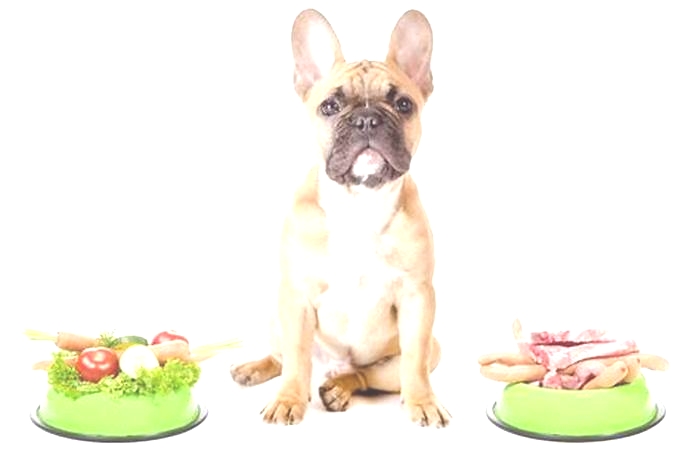 Bulldog Obesity: Navigating Food Allergies and Sensitivities