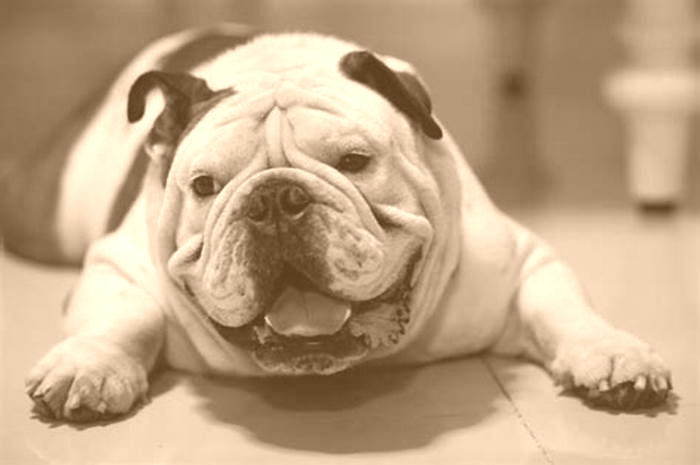 Bulldog Obesity: Overcoming Barriers to Exercise