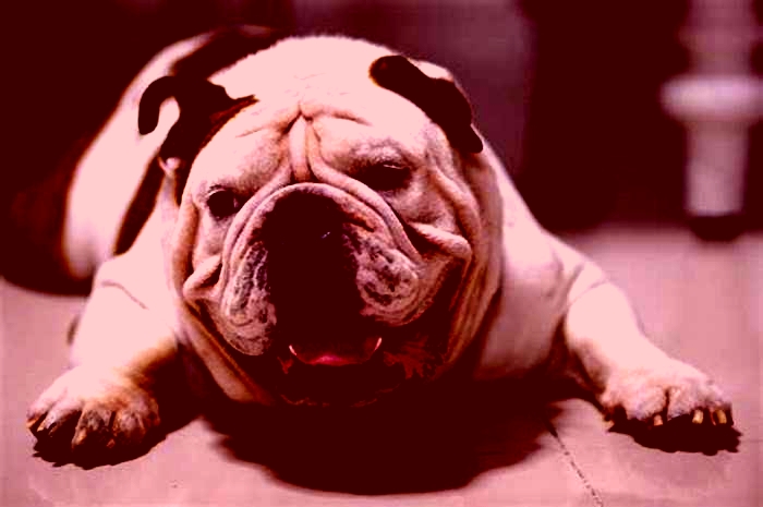 Bulldog Obesity: Overcoming Behavioral Challenges to Weight Loss