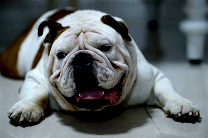 Bulldog Obesity: Overcoming Setbacks and Plateaus