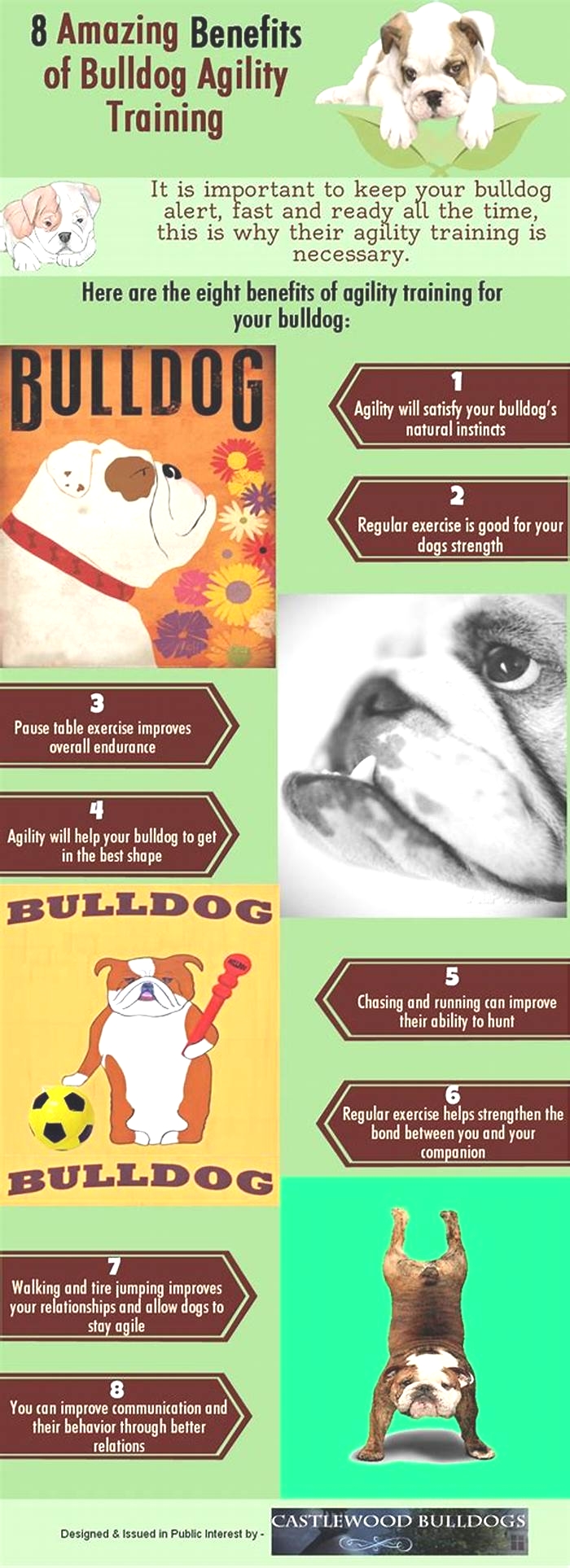 Bulldog Obesity: The Benefits of Agility Training for Weight Loss