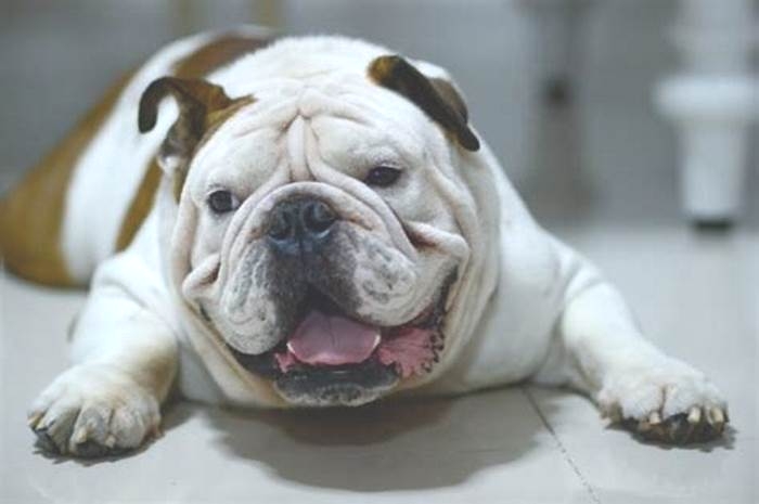 Bulldog Obesity The Link Between Sleep and Weight Regulation