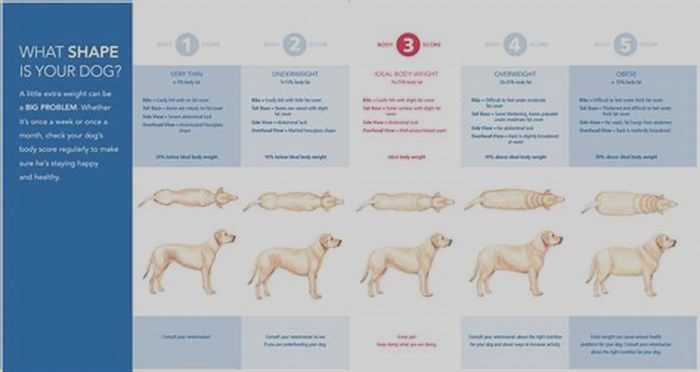 Bulldog Obesity The Role of Body Composition Analysis in Weight Management