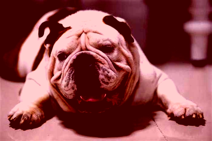 Bulldog Obesity: Understanding the Link Between Gut Health and Weight