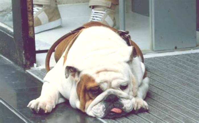 Bulldog Obesity Understanding the Link Between Sleep and Weight