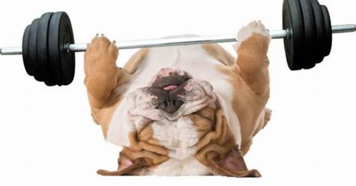 Bulldog Weight Loss Addressing Joint Pain and Exercise Limitations