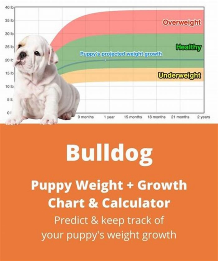 Bulldog Weight Loss Creating a Daily Activity Schedule