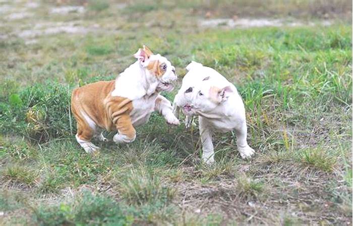 Bulldog Weight Loss Creating a Safe Exercise Plan