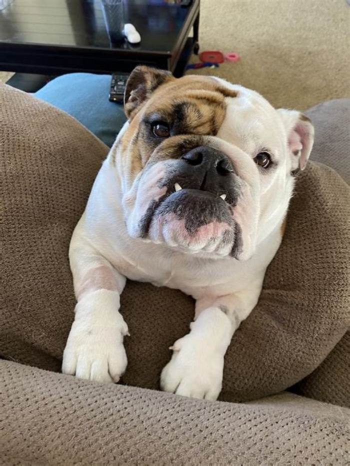 Bulldog Weight Loss: Exploring Canine Weight Loss Retreats