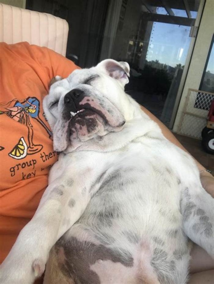 Bulldog Weight Loss Fostering a Positive Body Image