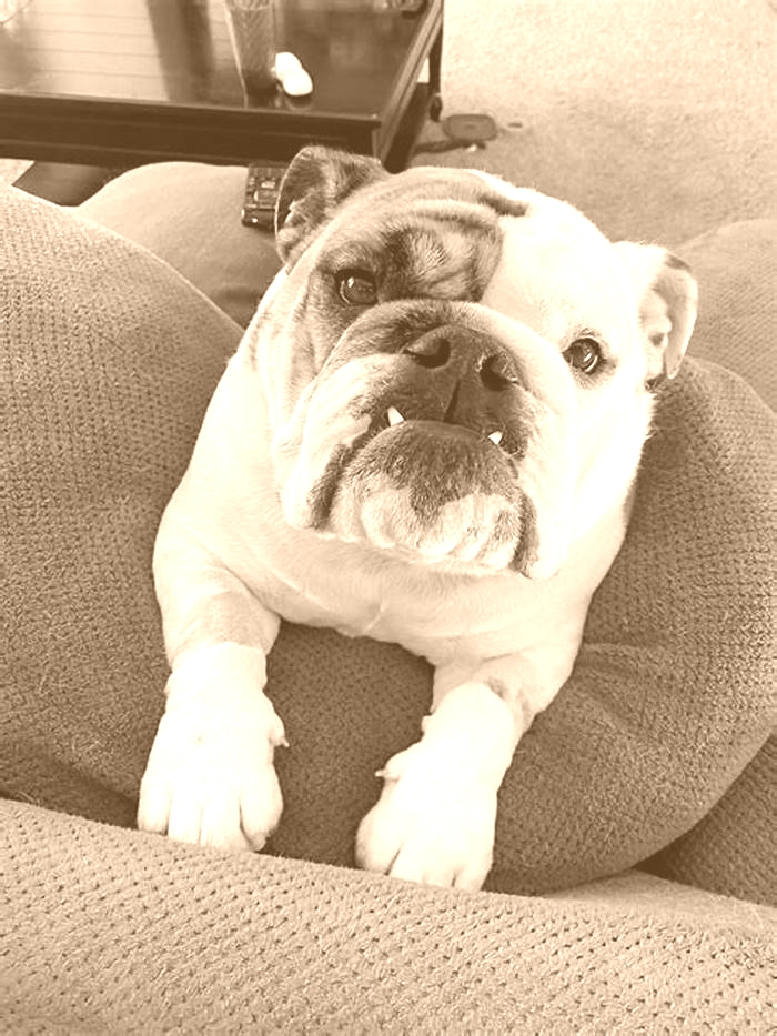 Bulldog Weight Loss How to Address Emotional Eating in Pets