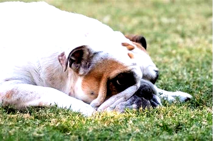 Bulldog Weight Loss: How to Deal with Skeptical Friends and Family