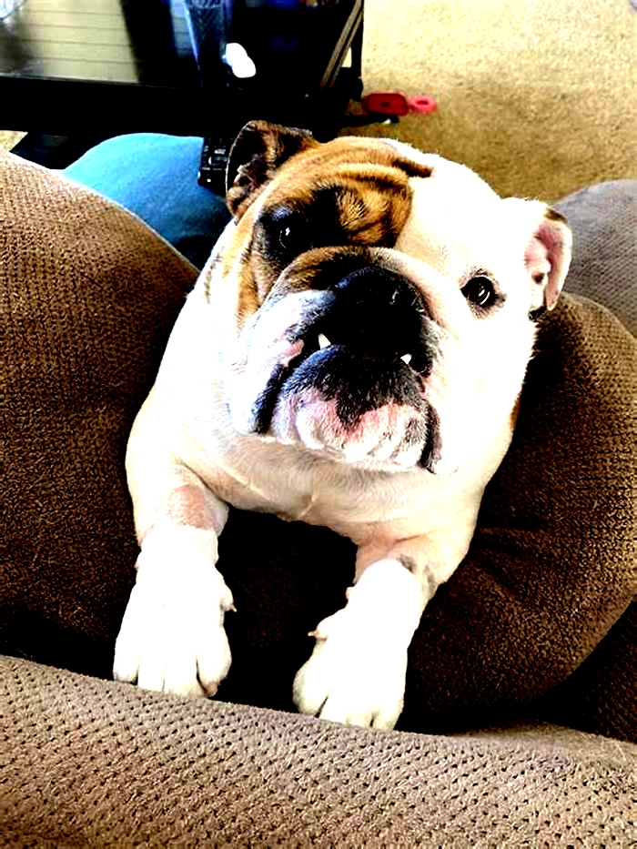 Bulldog Weight Loss: How to Incorporate Mindful Eating into Their Routine