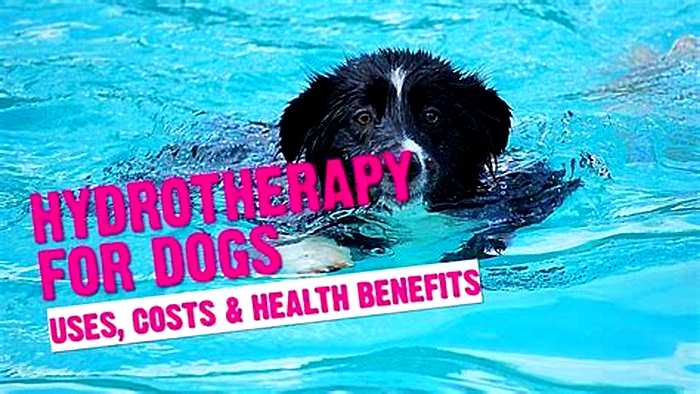 Bulldog Weight Loss: The Benefits of Hydrotherapy for Obese Dogs