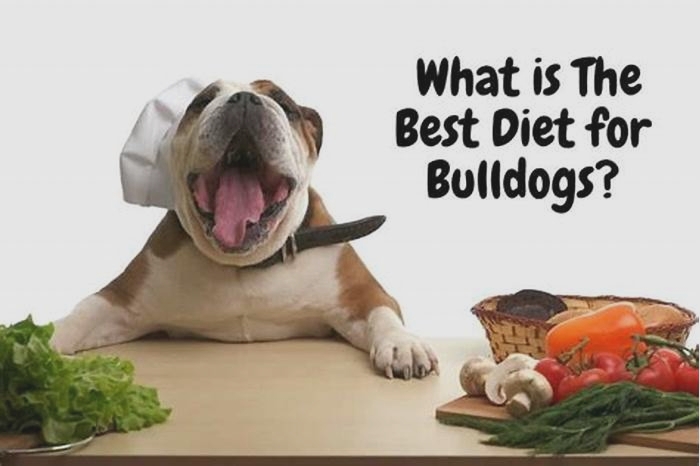 Bulldog Weight Loss The Benefits of Meal Prepping for Pets