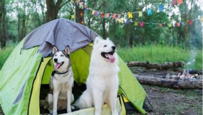 Bulldog Weight Loss The Benefits of Outdoor Adventure Camps for Dogs