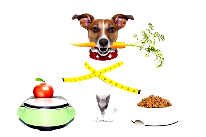 Bulldog Weight Loss The Benefits of a High Fiber Diet