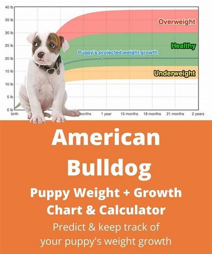 Bulldog Weight Loss The Impact of Breed Specific Diets on Weight