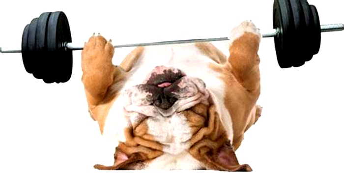 Bulldog Weight Loss The Impact of Physical Therapy on Weight Loss