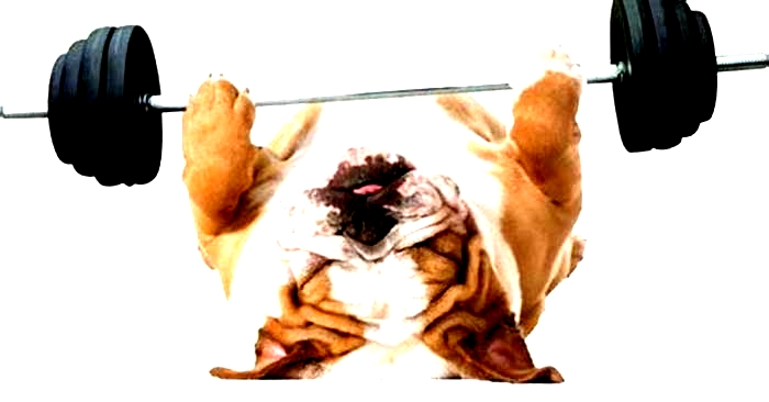 Bulldog Weight Loss The Impact of Stress Reduction Techniques on Weight