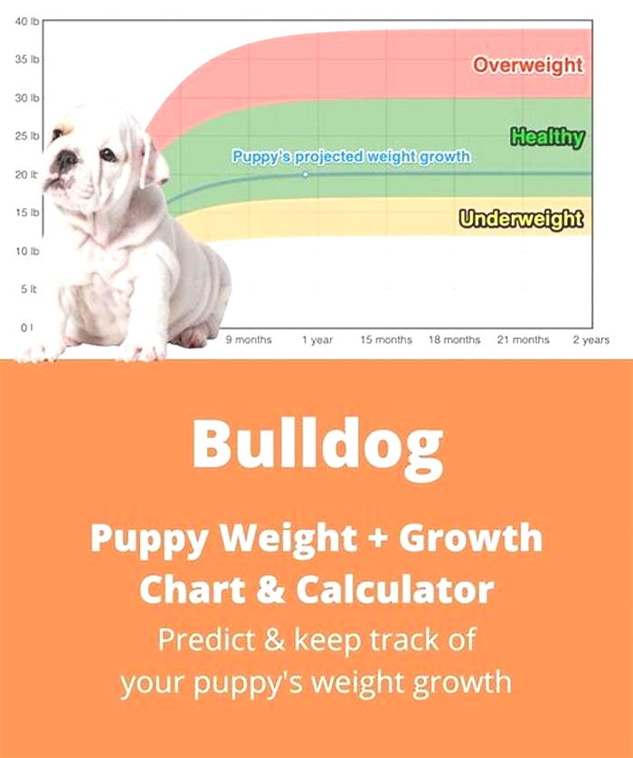 Bulldog Weight Loss The Role of Medications in Weight Gain