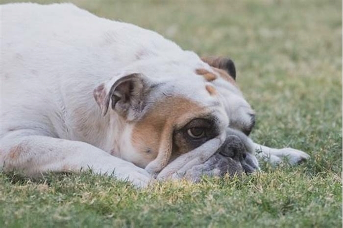 Bulldog Weight Loss The Role of Mental Health in Weight Management