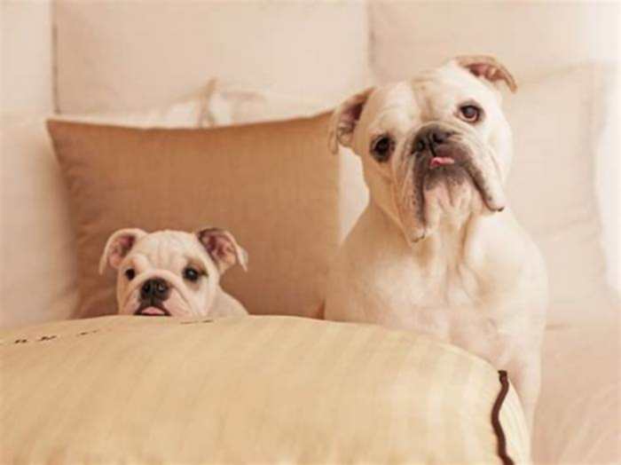 Bulldog Weight Loss: The Role of Pet-Friendly Hotels in Traveling