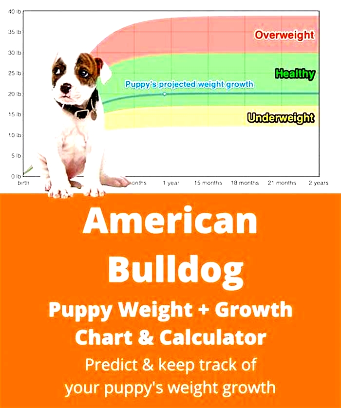 Bulldog Weight Loss: Understanding the Link Between Oral Health and Weight